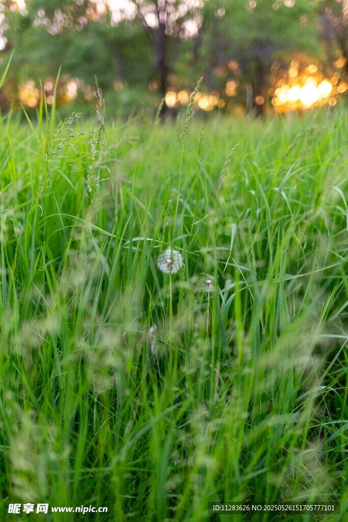 春日嫩绿草地美景