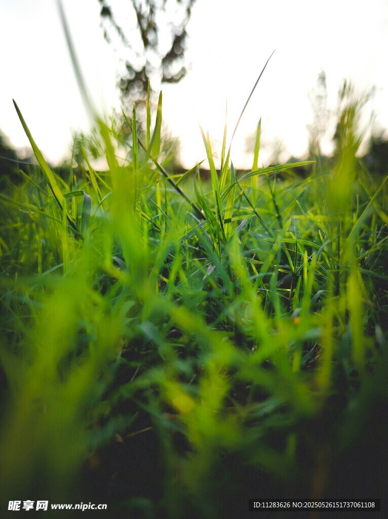阳光下的翠绿草地