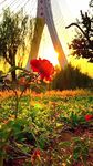 夕阳下铁塔旁的艳丽花朵