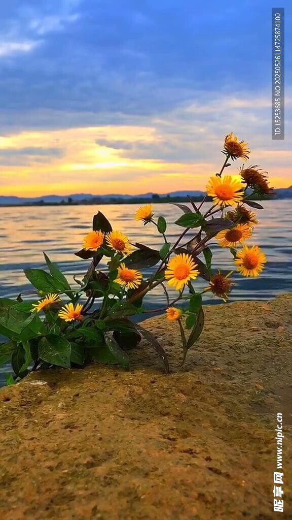 海边绽放的绚烂花朵