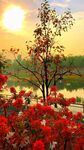 夕阳下的繁花绿树美景