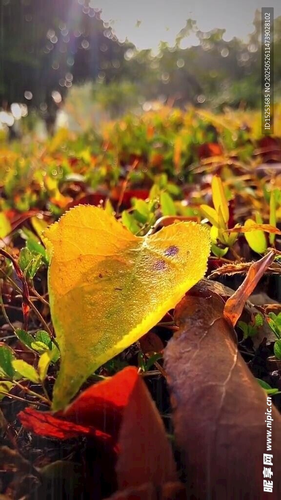 秋日落叶美景