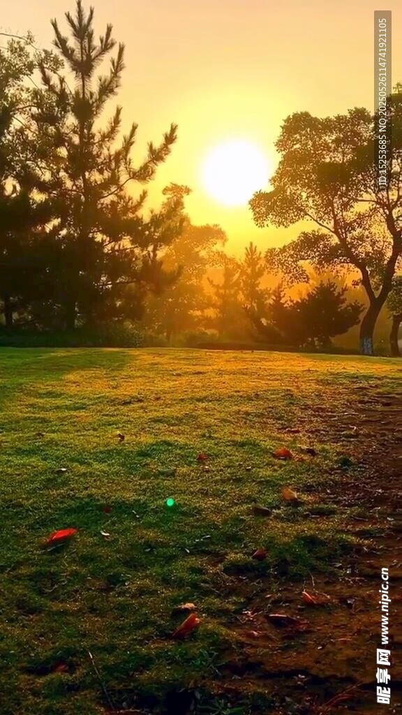 日出下的静谧草地树林