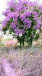 紫色繁花绽放于原野