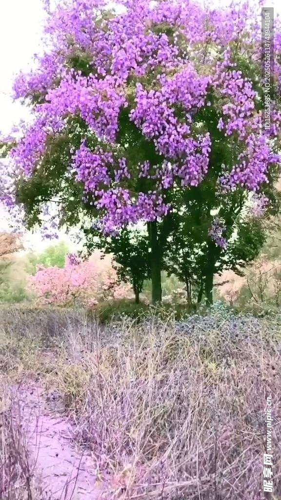 紫色繁花绽放于原野