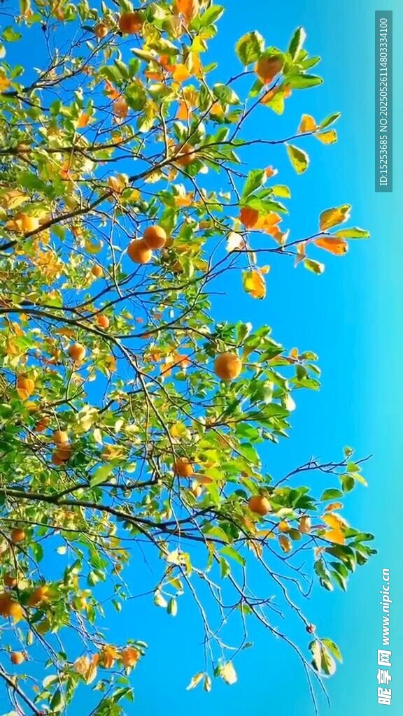 蓝天映衬下的繁茂果树