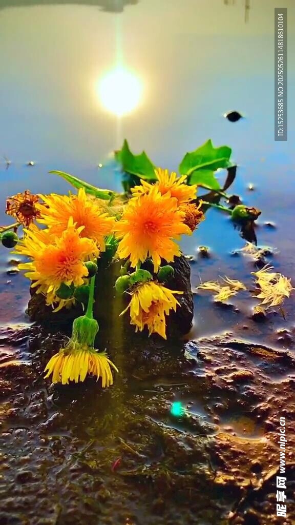 水中绽放的绚烂黄色花朵