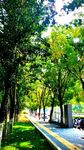 林荫下的清新道路