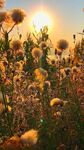 夕阳下的绚烂蒲公英花海
