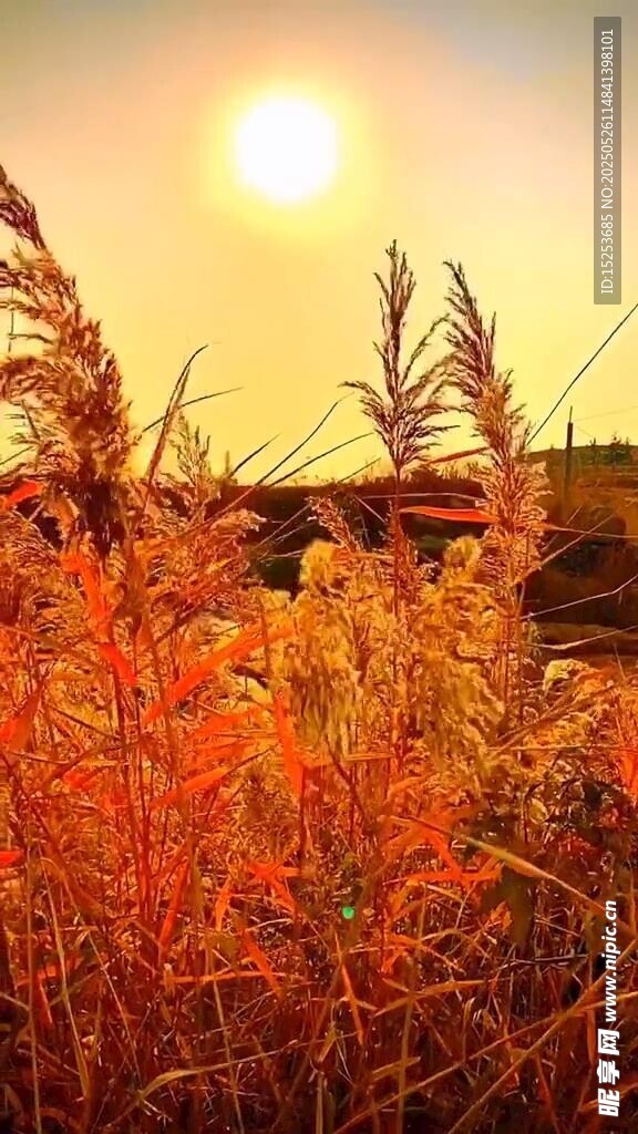 夕阳下的绚烂芦苇景观