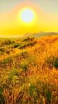 金色田野上的灿烂夕阳