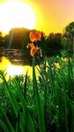 夕阳下的花卉与葱郁草木