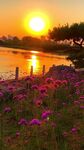 夕阳下湖畔绽放的绚烂花丛