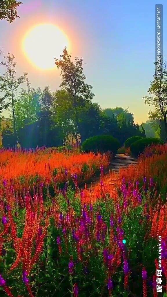 绚丽花海迎日出