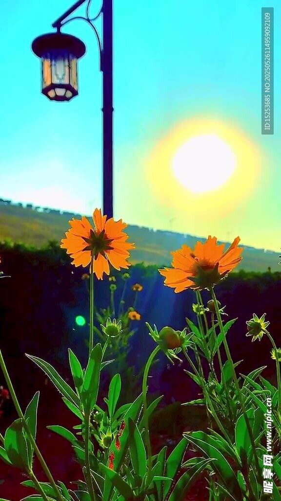 夕阳下的花卉与路灯景观