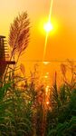 夕阳下的芦苇与瞭望塔