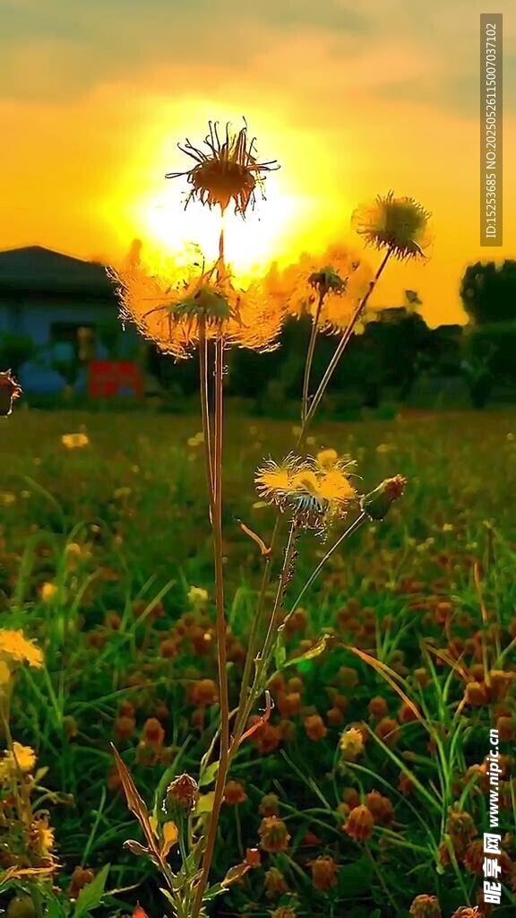 夕阳下的灿烂野花