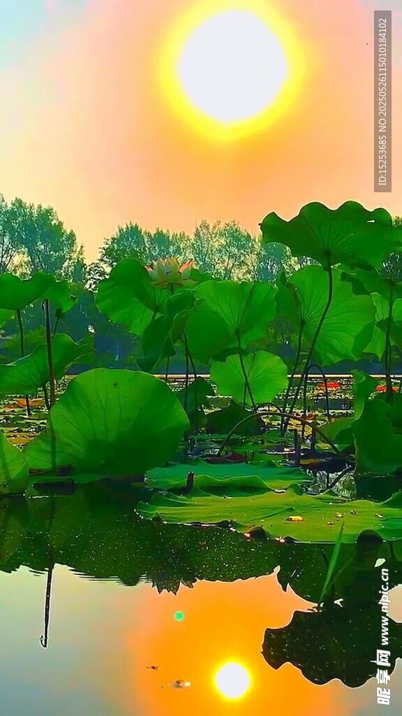 湖畔晨光中的美丽自然景色