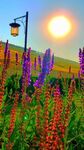 夕阳下的绚烂花田