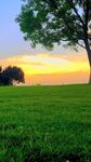 夕阳下的草地与大树