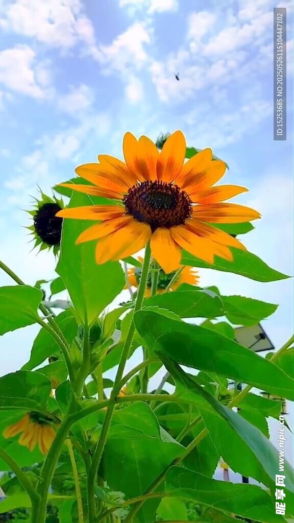 阳光下的灿烂向日葵