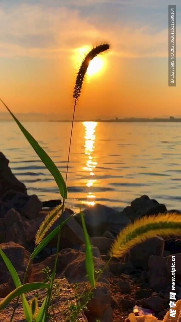 夕阳下的水边植物美景