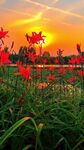 夕阳下的绚烂花海