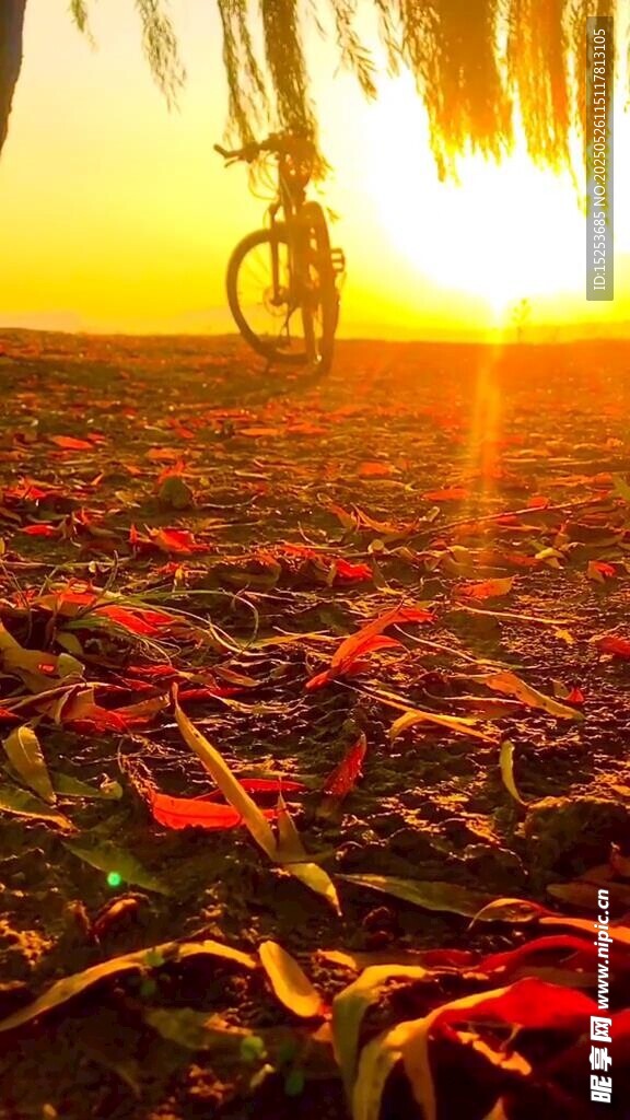 夕阳下的落叶与倒挂自行车