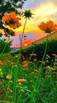 夕阳下的绚烂花海