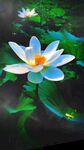 梦幻蓝白莲花水中绽放