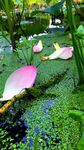 池塘中的睡莲与水生植物