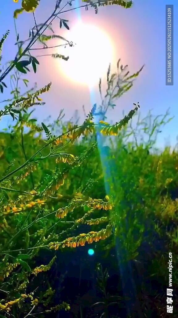 阳光下的翠绿植物景观
