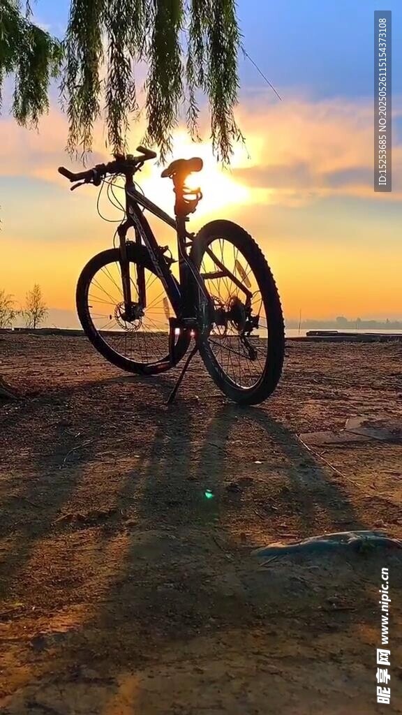 夕阳下的自行车与垂柳