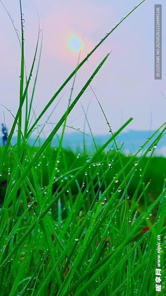 晨光下的翠绿草地