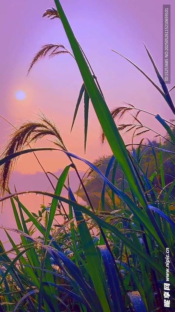 夕阳下的葱郁草景