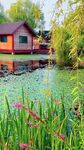 湖畔小屋旁的葱郁绿植