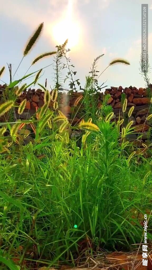 田野间的翠绿野草
