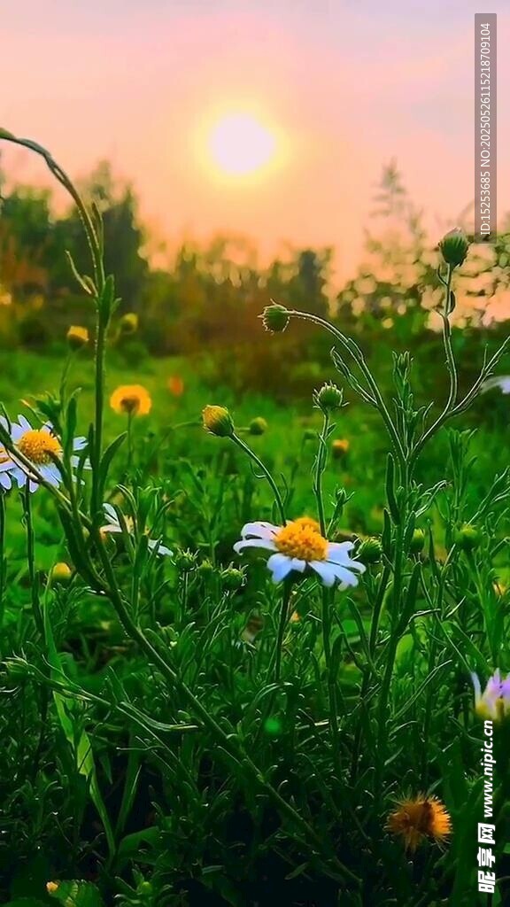 夕阳下的烂漫花草世界