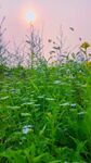 夕阳下的花草田园美景