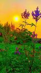 夕阳下的绚烂花草世界