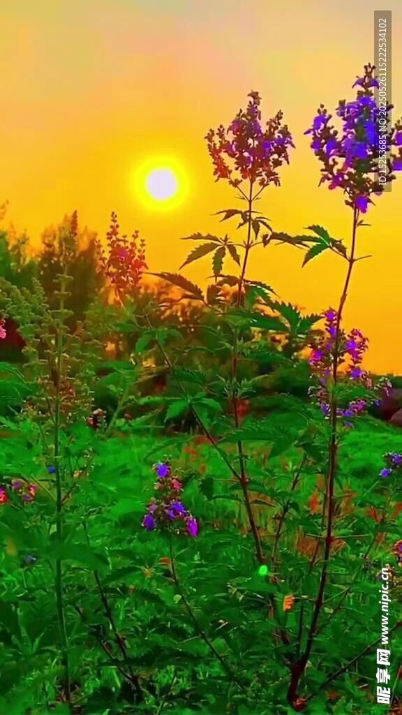 夕阳下的绚烂花草世界