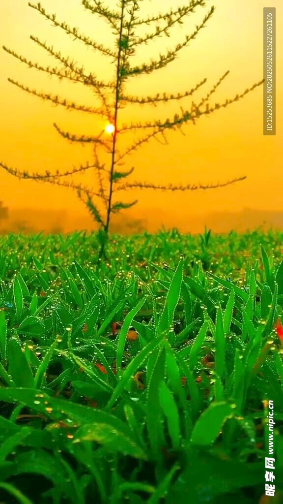 夕阳下的孤株绿植