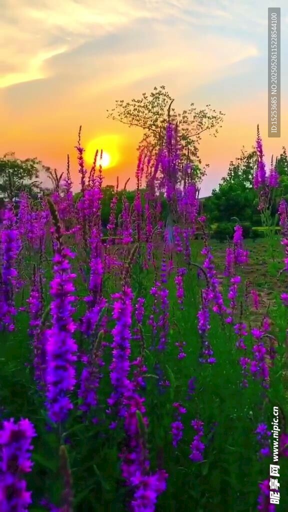 夕阳下的紫色花海美景