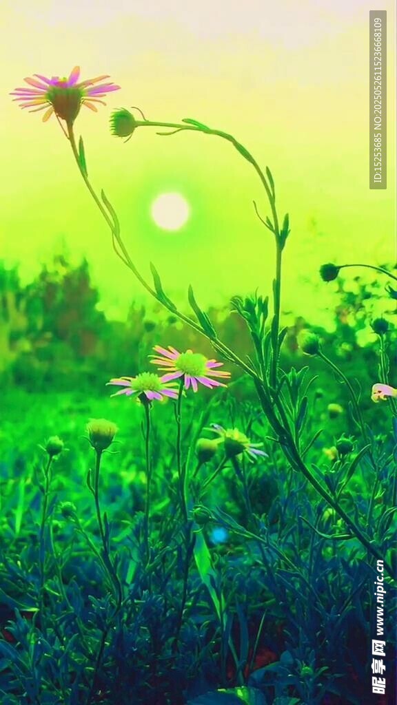 阳光下的草地花卉美景