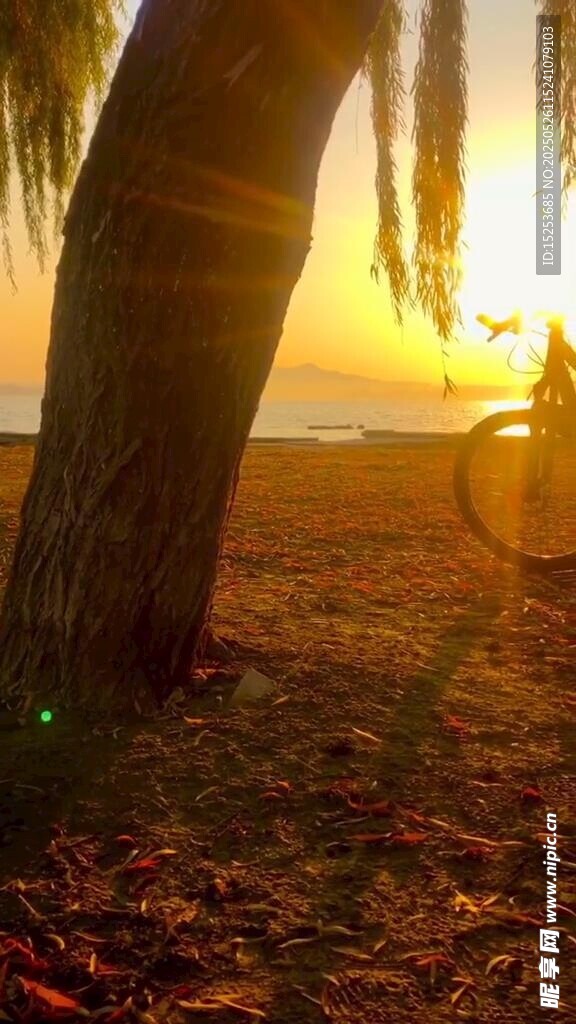 夕阳下的海边椰树美景