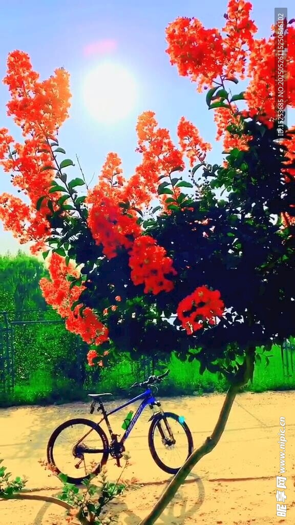 树下单车旁的绚烂红花