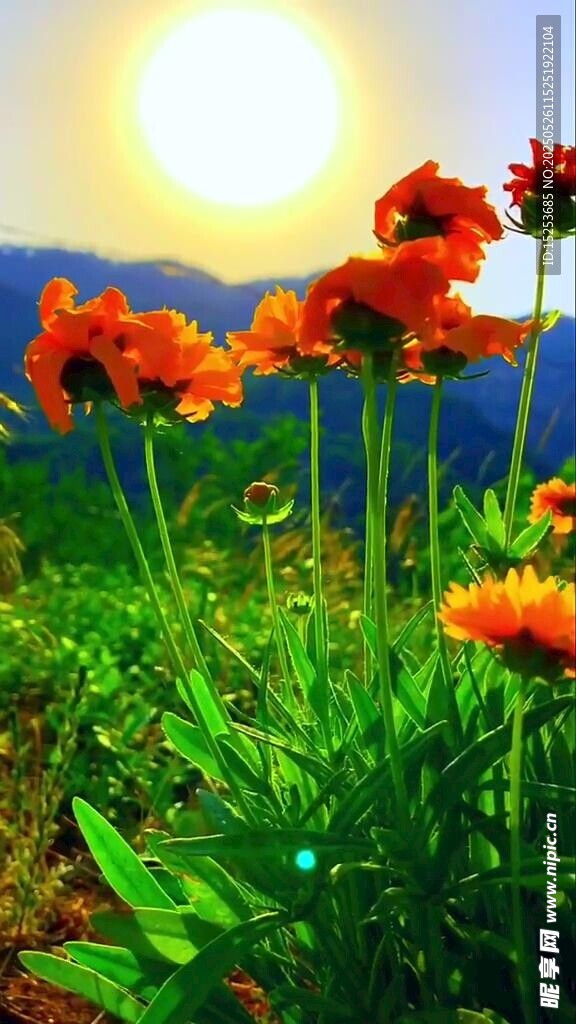 阳光下的绚烂花卉景观