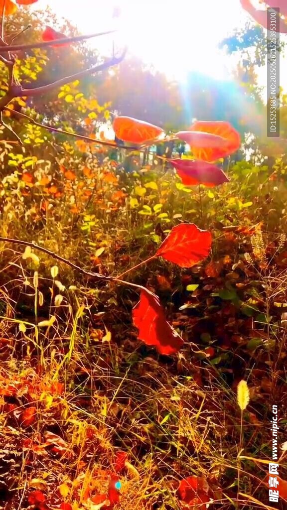 秋日红叶美景