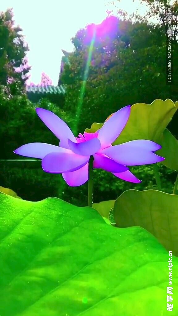 梦幻紫色莲花绽放绿叶间