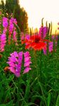 夕阳下的绚烂花海